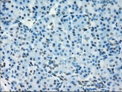 NAT8 Antibody (OTI5A8), Novus Biologicals 0.1 mL | Buy Online | Novus Biologicals | Fisher Scientific