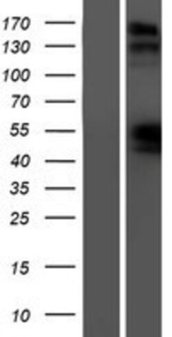 Novus Biologicals™ NPRB/NPR2 Overexpression Lysate