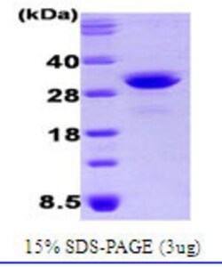 Novus Biologicals&trade;&nbsp;Recombinant Human OSTF1 His Protein