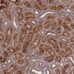 NBEAL1 Antibody, Novus Biologicals 25 &mu;L, Unlabeled:Antibodies, Polyclonal