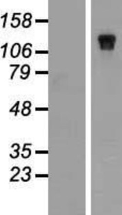 Novus Biologicals&trade;&nbsp;NBR1 Overexpression Lysate