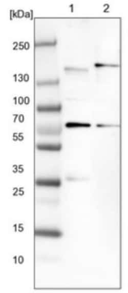 NBR1 Antibody, Novus Biologicals 0.1 mL | Buy Online | Novus Biologicals | Fisher Scientific