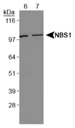 Nbs1 Antibody - BSA Free, Novus Biologicals:Antibodies:Primary Antibodies