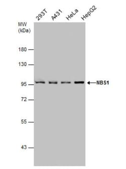 Nbs1 Antibody (1D7), Novus Biologicals 0.1mL; Unlabeled:Antibodies, Monoclonal
