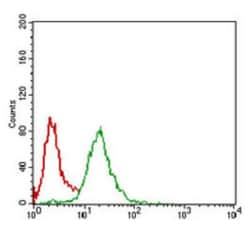 Nbs1 Antibody (7E4A2), Novus Biologicals:Antibodies:Primary Antibodies