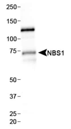 Nbs1 Antibody (7E4A2), Novus Biologicals:Antibodies:Primary Antibodies