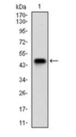 Nbs1 Antibody (7E4A2), Novus Biologicals:Antibodies:Primary Antibodies