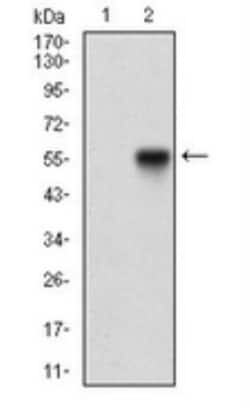 Nbs1 Antibody (7E4A2), Novus Biologicals:Antibodies:Primary Antibodies