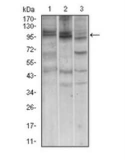 Nbs1 Antibody (7E4A2), Novus Biologicals:Antibodies:Primary Antibodies