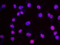Nbs1 Antibody, Novus Biologicals 0.1mL; Unlabeled:Antibodies, Polyclonal