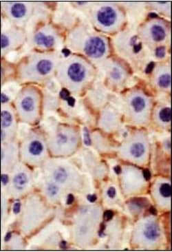 N-Cadherin Antibody (13A9), Novus Biologicals:Antibodies:Primary Antibodies