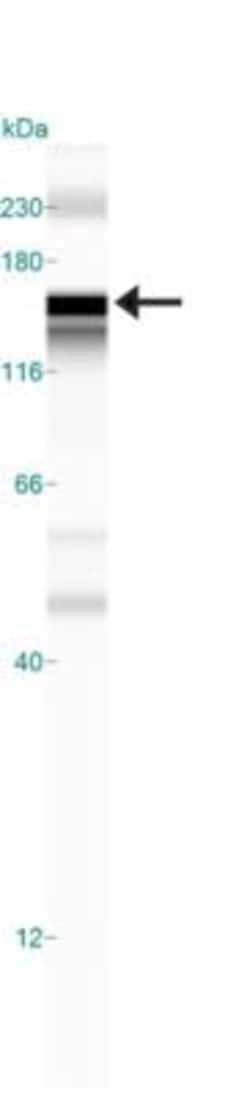 N-Cadherin Antibody (13A9), Novus Biologicals:Antibodies:Primary Antibodies