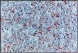 pan Cadherin Antibody, Novus Biologicals 0.1mL; Unlabeled:Antibodies, Polyclonal