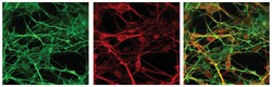 MilliporeSigma anti-Doublecortin, Polyclonal, (Chemicon) 50&mu;L; Unlabeled:Antibodies,