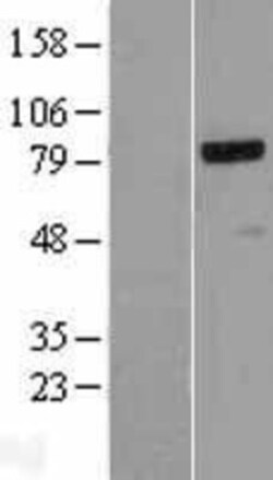 Novus Biologicals&trade;&nbsp;NCAPH Overexpression Lysate