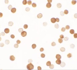 NCBP1 Antibody - BSA Free, Novus Biologicals 0.1mg; Unlabeled:Antibodies,