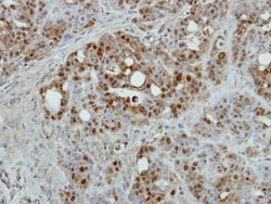 NCBP1 Antibody, Novus Biologicals 0.1mL; Unlabeled:Antibodies, Polyclonal