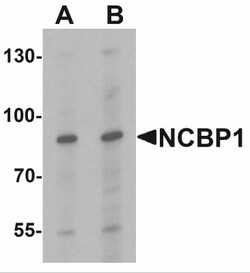 NCBP1 Antibody - BSA Free, Novus Biologicals 0.1mg; Unlabeled:Antibodies,