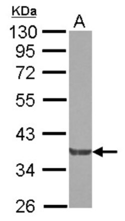 NCK2 Antibody, Novus Biologicals 0.1mL; Unlabeled:Antibodies, Polyclonal