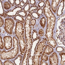 NCKAP5L Antibody, Novus Biologicals:Antibodies:Primary Antibodies