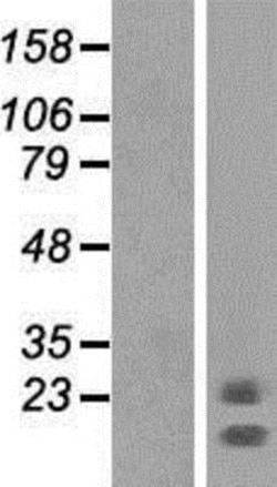 Novus Biologicals&trade;&nbsp;NCMAP Overexpression Lysate