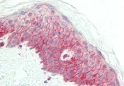 NCOA3/AIB1 Antibody, Novus Biologicals 0.1mg; Unlabeled:Antibodies, Polyclonal