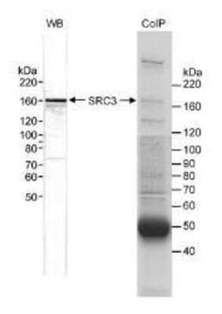 NCOA3/AIB1 Antibody, Novus Biologicals 0.1mL; Unlabeled:Antibodies, Polyclonal
