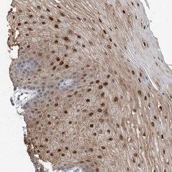 NCOA7 Antibody, Novus Biologicals:Antibodies:Primary Antibodies