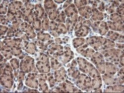 NDOR1 Antibody (OTI1E3), Novus Biologicals 0.1 mL | Buy Online | Novus Biologicals | Fisher Scientific