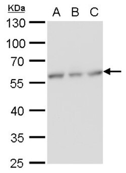 NDP52 Antibody (1813), Novus Biologicals 0.1mL; Unlabeled:Antibodies, Monoclonal