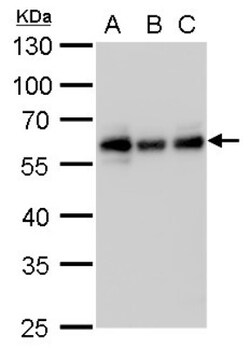 NDP52 Antibody (1813), Novus Biologicals 0.1mL; Unlabeled:Antibodies, Monoclonal