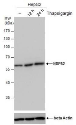 NDP52 Antibody (1813), Novus Biologicals 0.1mL; Unlabeled:Antibodies, Monoclonal