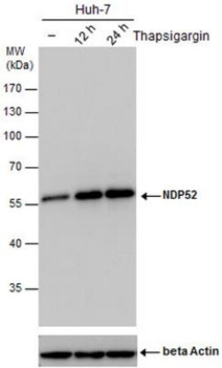 NDP52 Antibody (1813), Novus Biologicals 0.1mL; Unlabeled:Antibodies, Monoclonal
