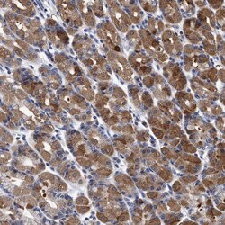 NDP52 Antibody, Novus Biologicals 25 &mu;L; Unlabeled:Antibodies, Polyclonal