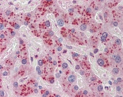 NDRG2 Antibody, Novus Biologicals 0.05mg; Unlabeled:Antibodies, Polyclonal