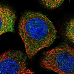 NDRG3 Antibody, Novus Biologicals 0.1mL; Unlabeled:Antibodies, Polyclonal