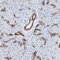 ZNF364 Antibody, Novus Biologicals:Antibodies:Primary Antibodies