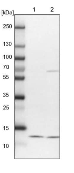 NDUFA5 Antibody, Novus Biologicals:Antibodies:Primary Antibodies