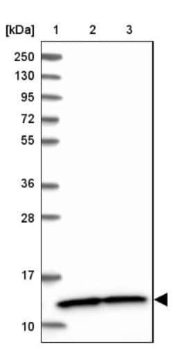 NDUFA5 Antibody, Novus Biologicals:Antibodies:Primary Antibodies