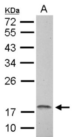 anti-NDUFAB1, Polyclonal, Novus Biologicals 0.1mL; Unlabeled:Antibodies,