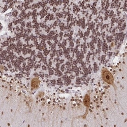 NDUFAB1 Antibody, Novus Biologicals:Antibodies:Primary Antibodies