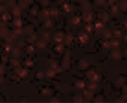 NDUFAF2 Antibody - BSA Free, Novus Biologicals:Antibodies:Primary Antibodies