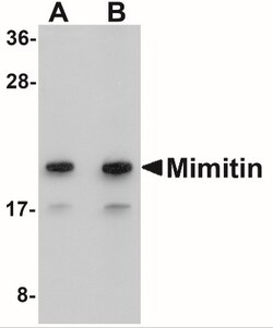 NDUFAF2 Antibody - BSA Free, Novus Biologicals:Antibodies:Primary Antibodies