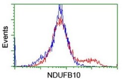 NDUFB10 Antibody (OTI1H6), Novus Biologicals 0.1 mL | Buy Online | Novus Biologicals | Fisher Scientific