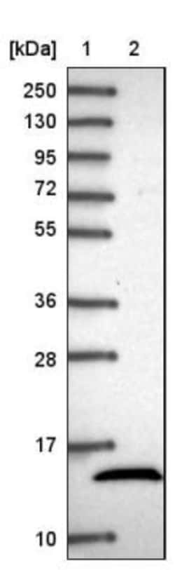 NDUFB4 Antibody, Novus Biologicals 25 &mu;L, Unlabeled:Antibodies, Polyclonal