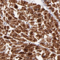 NDUFB7 Antibody, Novus Biologicals 0.1mL; Unlabeled:Antibodies, Polyclonal