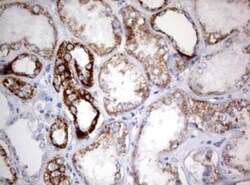 NDUFS2 Antibody (OTI1D5), Novus Biologicals 0.1mL; Unlabeled:Antibodies,