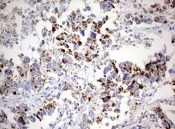 NDUFS2 Antibody (OTI1D5), Novus Biologicals 0.1mL; Unlabeled:Antibodies,
