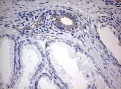 NDUFS2 Antibody (OTI1D5), Novus Biologicals 0.1mL; Unlabeled:Antibodies,