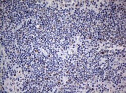 NDUFS2 Antibody (OTI1D5), Novus Biologicals 0.1mL; Unlabeled:Antibodies,